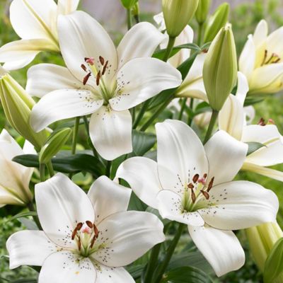 Van Zyverden Eyeliner Lily Plant, 7 Bulbs