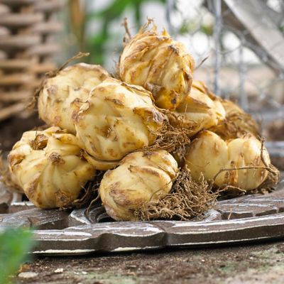 Image showing  Eyeliner Lily Plant, 7 Bulbs