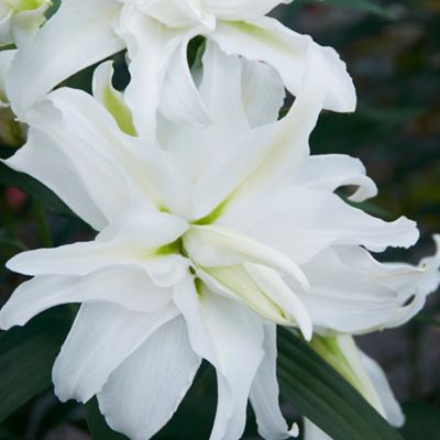 Van Zyverden My Wedding Lily Plant, 7 Bulbs