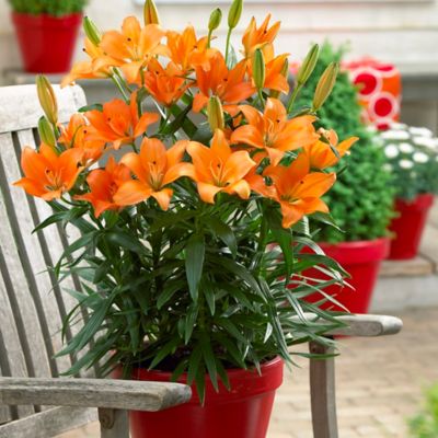 Van Zyverden Orange Lily Plant for Patio Containers, 7 ct.
