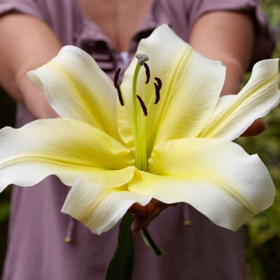 Van Zyverden Big Brother Lily Plant, 7 Bulbs