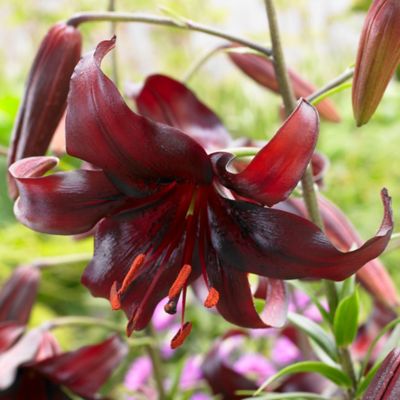 Van Zyverden Night Flyer Lily Plant, 7 Bulbs