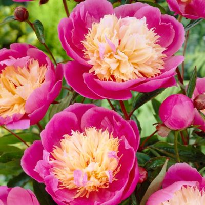 Van Zyverden Bowl of Beauty Peony Plant, 6 Roots