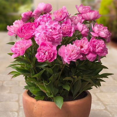 Image showing  Rome Peony Patio Plant for Containers