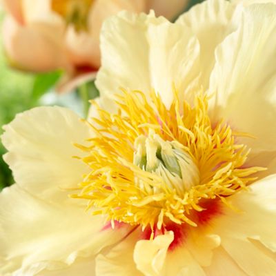Image showing  Prairie Charm Itoh Peony Plant