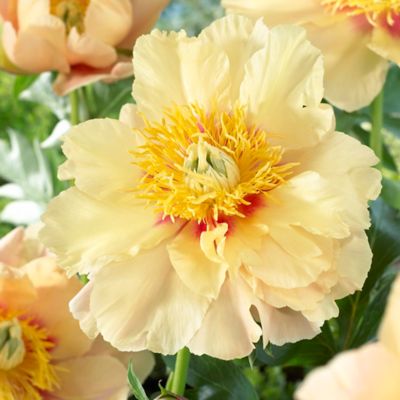 Image showing  Prairie Charm Itoh Peony Plant