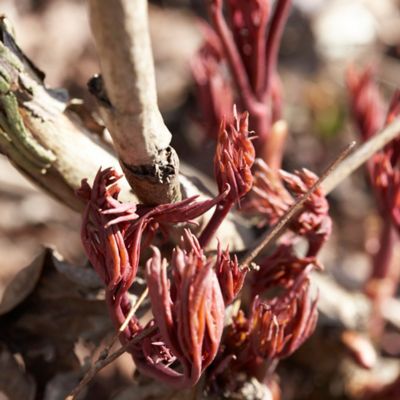 Image showing  Prairie Charm Itoh Peony Plant