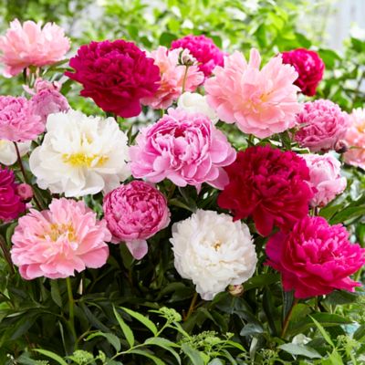 Van Zyverden Mammoth Peony Plant Blend, 3 Mammoth Roots