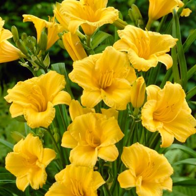 Van Zyverden Reblooming Stella De Oro Daylily Plant Mix, 5 Bulbs