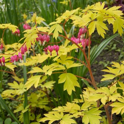 Van Zyverden Gold Heart Bleeding Heart Plant