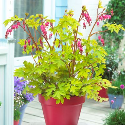 Image showing  Gold Heart Bleeding Heart Plant