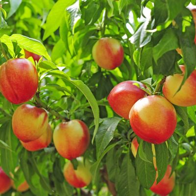Image showing  June Princess Nectarine Tree, 1 Rootstock