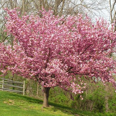 Image showing  Cherry Kwanzan Ornamental Tree