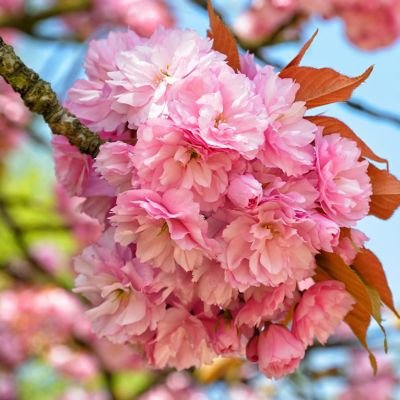 Image showing  Cherry Kwanzan Ornamental Tree