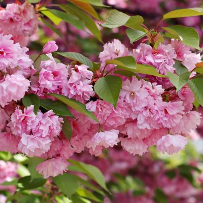 Image showing  Cherry Kwanzan Ornamental Tree