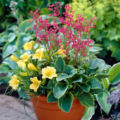 Van Zyverden Perennial Plant Patio Container Collection, 3 ct.