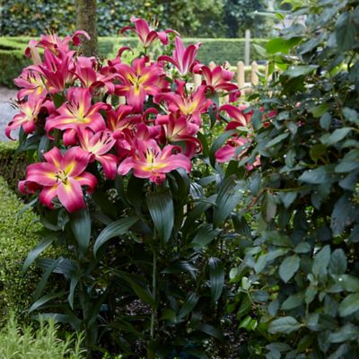 Van Zyverden Mammoth Tall Empoli Lily Plant, 7 Bulbs