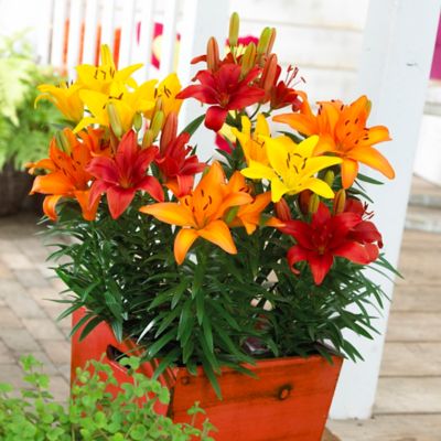 Van Zyverden Orange Pixie Lily Patio Plant with Orange Metal 