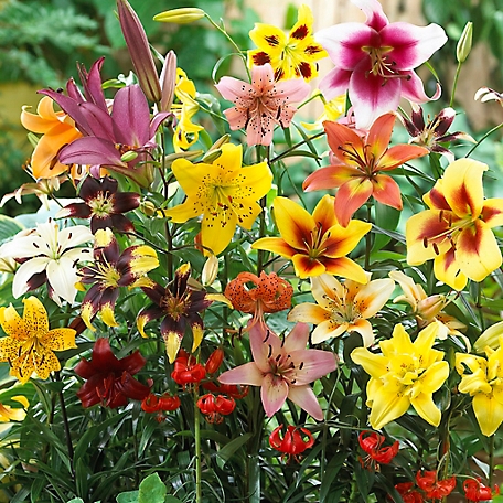 Van Zyverden Nonstop Blooming Blend Lily Plant Mix, 25 Bulbs