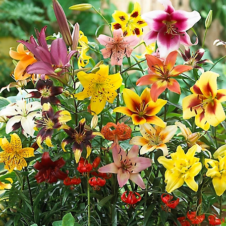 Van Zyverden Nonstop Blooming Blend Lily Plant Mix, 25 Bulbs