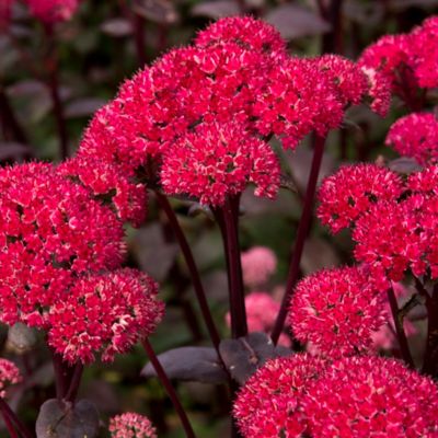 Image showing  Red Cauliflower Sedum Plant, 3 Roots