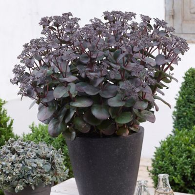 Van Zyverden Sunsparkler Blue Pearl Sedum Plant, 3 Roots