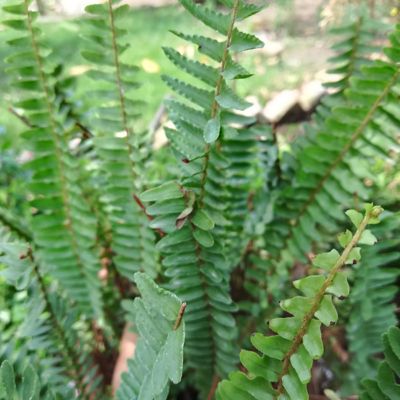 Van Zyverden Christmas Fern Woodland Plant, 3 Roots