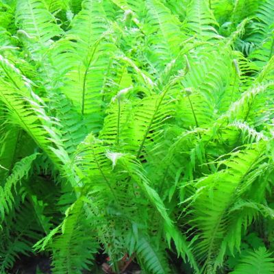 Van Zyverden Lady Fern Woodland Plant, 3 Roots