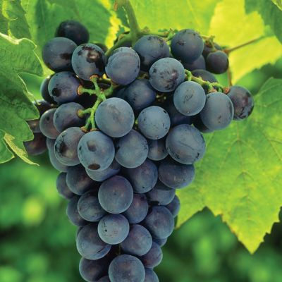 Van Zyverden Concord Blue Grape Plant, 1 pc.