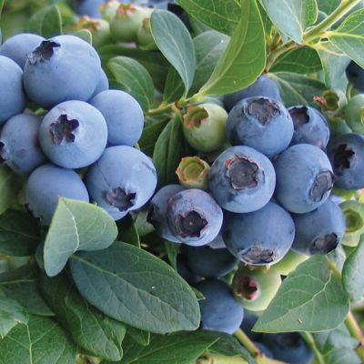 Van Zyverden Bluecrop Blueberry Plant