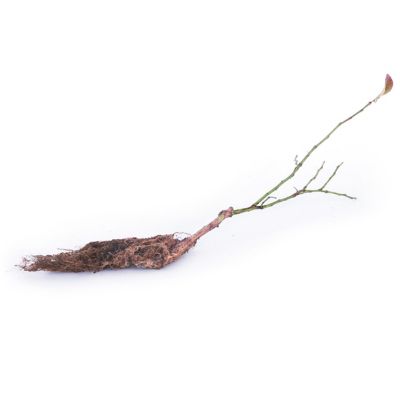 Image showing  Bluecrop Blueberry Plant