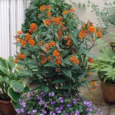 Van Zyverden Gay Butterfly Asclepias Plant Mix, 3 Roots