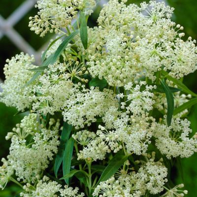 Van Zyverden Ice Ballet Asclepias Plant, 3 Roots