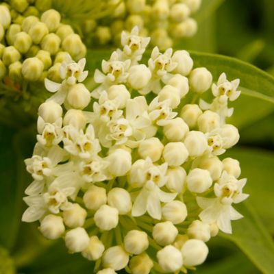 Image showing  Ice Ballet Asclepias Plant, 3 Roots
