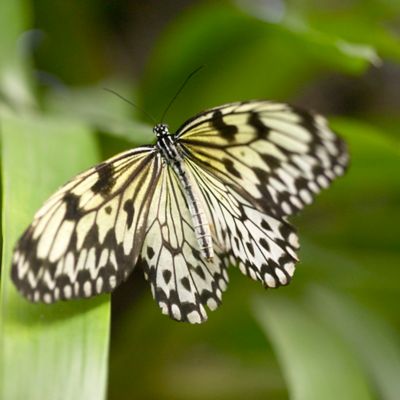 Image showing  Soulmate Asclepias Plant, 3 Roots