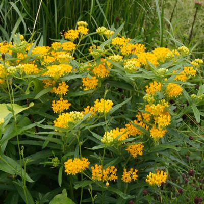 Van Zyverden Hello Yellow Asclepias Plant, 3 Roots