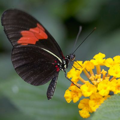 Image showing  Hello Yellow Asclepias Plant, 3 Roots