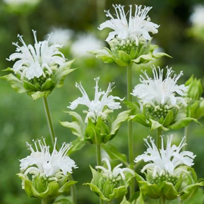 Image showing  Ice Out Bee Balm Plant, 5 Roots