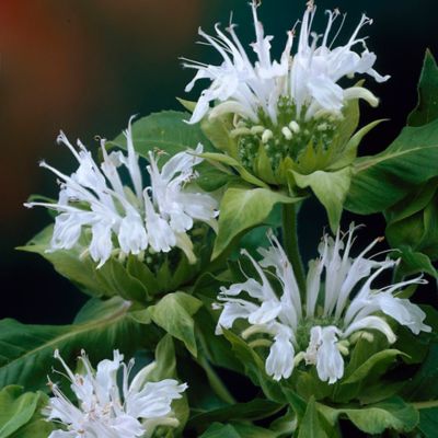 Image showing  Ice Out Bee Balm Plant, 5 Roots
