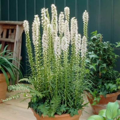 Van Zyverden White Blazing Star Liatris Spicata Plant, 25 Bulbs