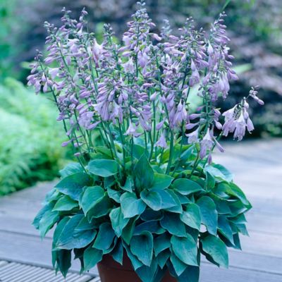 Van Zyverden Halcyon Hosta Plant, 3 Roots