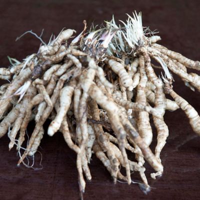 Image showing  Big Daddy Hosta Plant, 3 Roots