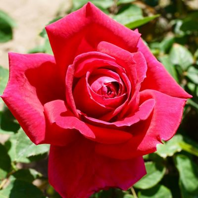 Van Zyverden Chrysler Imperial Rose Plant