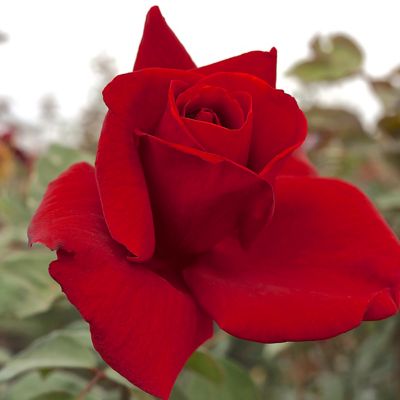 Van Zyverden Mister Lincoln Rose Plant