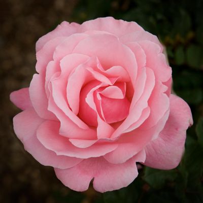 Van Zyverden Queen Elizabeth Rose Plant