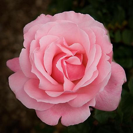 Van Zyverden Queen Elizabeth Rose Plant