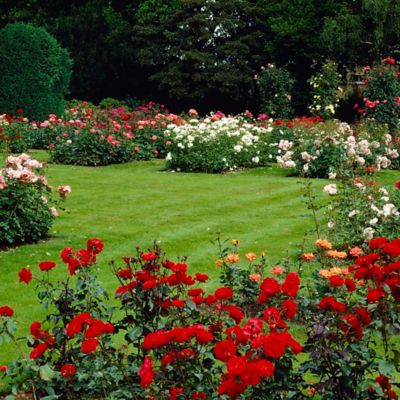 Image showing  Queen Elizabeth Rose Plant
