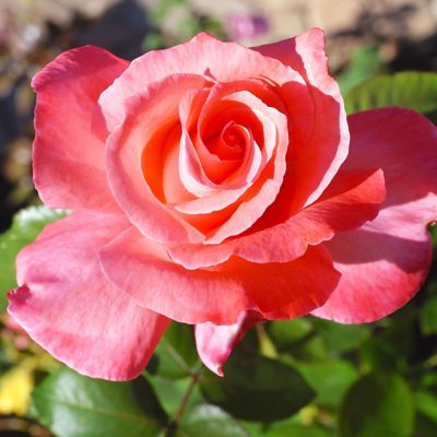 Van Zyverden Touch Of Class Rose Plant