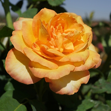 Van Zyverden Gold Medal Rose Plant