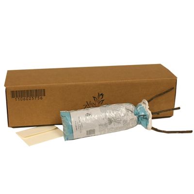 Image showing  Peace Rose Plant